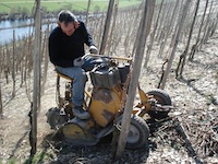 Binden und schneiden der Weinberge